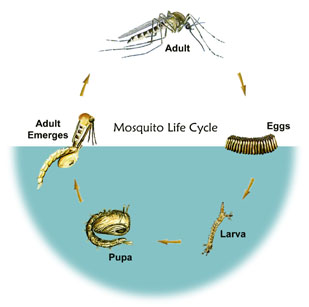 The Mosquito Life Cycle